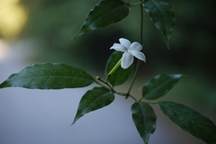 Jasminum azoricum